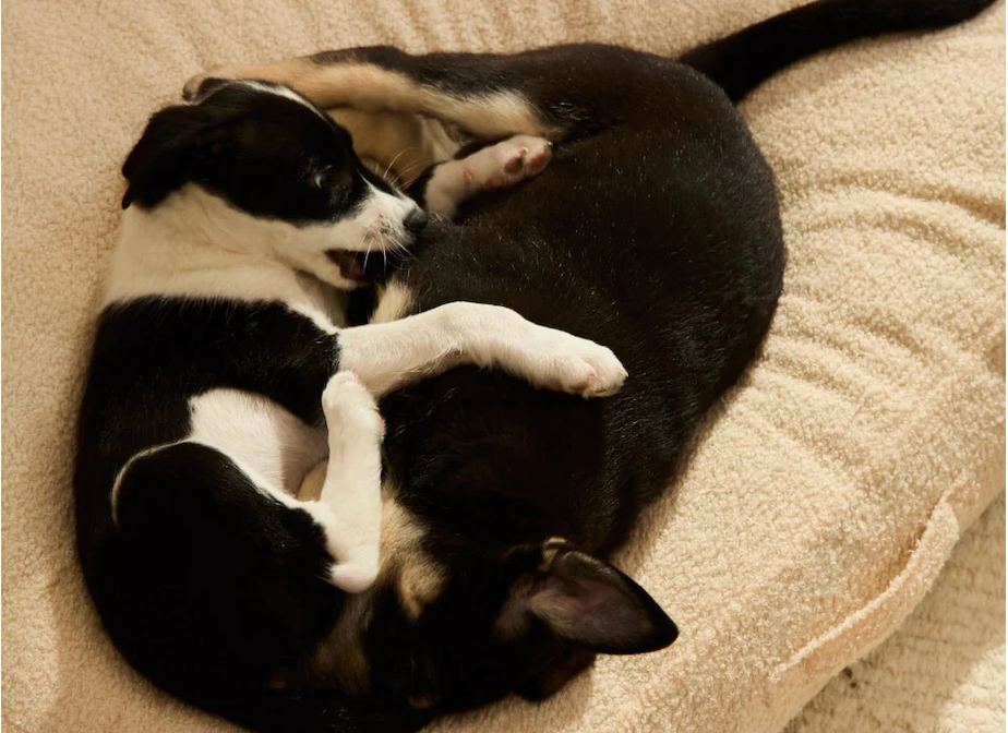 Cama para perros comoda